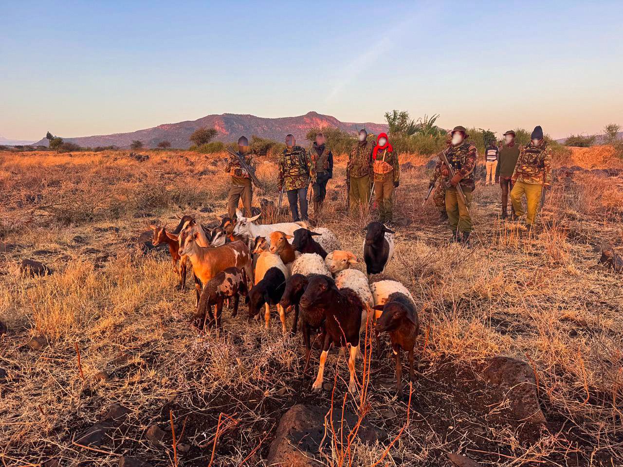 Recovered goats and sheep in Meru by antistock police