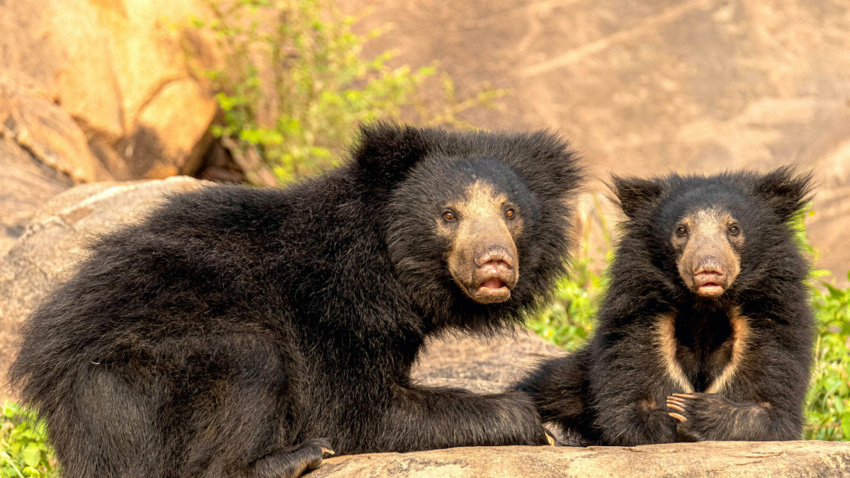 World Sloth Bear Day 2025: Celebrating Conservation Efforts for Asia’s Most Enigmatic Bear